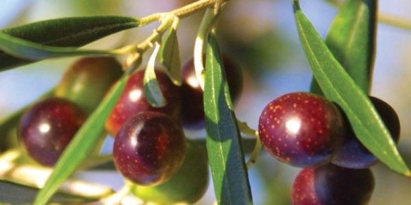 Koroneiki — 5 Remarkable Greek Olive Varieties Explained